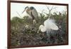 Great Blue Heron and Great White Egret-Richard T. Nowitz-Framed Photographic Print