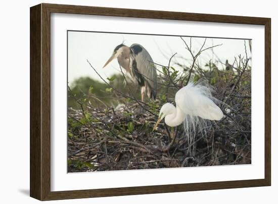 Great Blue Heron and Great White Egret-Richard T. Nowitz-Framed Photographic Print