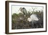 Great Blue Heron and Great White Egret-Richard T. Nowitz-Framed Photographic Print