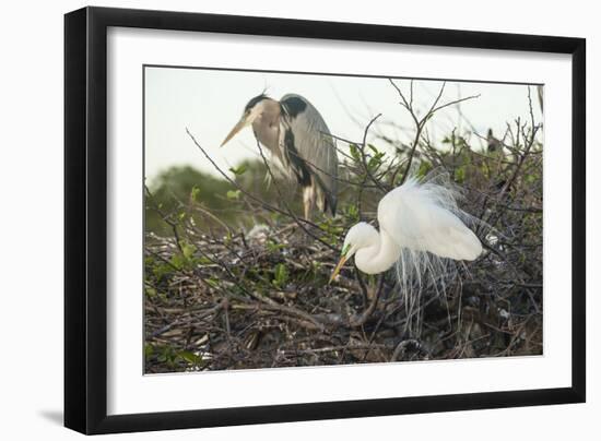 Great Blue Heron and Great White Egret-Richard T. Nowitz-Framed Photographic Print