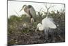 Great Blue Heron and Great White Egret-Richard T. Nowitz-Mounted Photographic Print