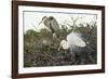 Great Blue Heron and Great White Egret-Richard T. Nowitz-Framed Photographic Print