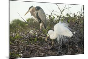 Great Blue Heron and Great White Egret-Richard T. Nowitz-Mounted Photographic Print