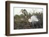 Great Blue Heron and Great White Egret-Richard T. Nowitz-Framed Photographic Print