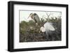 Great Blue Heron and Great White Egret-Richard T. Nowitz-Framed Photographic Print