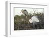 Great Blue Heron and Great White Egret-Richard T. Nowitz-Framed Photographic Print