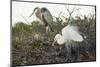 Great Blue Heron and Great White Egret-Richard T. Nowitz-Mounted Photographic Print