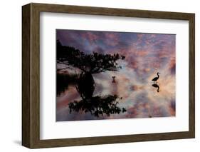 Great blue heron and red mangrove silhouetted at sunset, Merritt National Wildlife Refuge, Florida-Adam Jones-Framed Photographic Print