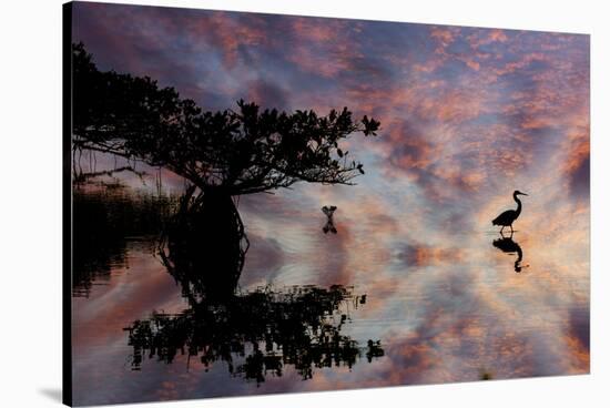 Great blue heron and red mangrove silhouetted at sunset, Merritt National Wildlife Refuge, Florida-Adam Jones-Stretched Canvas