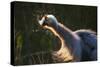 Great Blue Heron (Ardea herodias) adult, close-up of head and neck, shaking off water, Everglades-David Tipling-Stretched Canvas