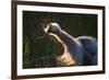 Great Blue Heron (Ardea herodias) adult, close-up of head and neck, shaking off water, Everglades-David Tipling-Framed Photographic Print