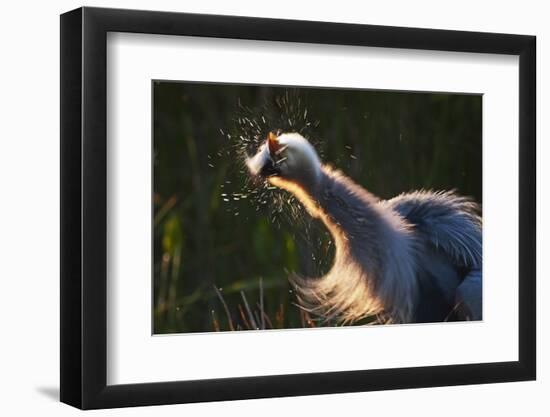 Great Blue Heron (Ardea herodias) adult, close-up of head and neck, shaking off water, Everglades-David Tipling-Framed Photographic Print