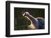 Great Blue Heron (Ardea herodias) adult, close-up of head and neck, shaking off water, Everglades-David Tipling-Framed Photographic Print