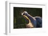 Great Blue Heron (Ardea herodias) adult, close-up of head and neck, shaking off water, Everglades-David Tipling-Framed Photographic Print