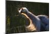 Great Blue Heron (Ardea herodias) adult, close-up of head and neck, shaking off water, Everglades-David Tipling-Mounted Photographic Print