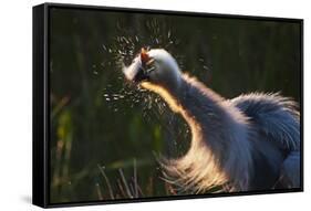 Great Blue Heron (Ardea herodias) adult, close-up of head and neck, shaking off water, Everglades-David Tipling-Framed Stretched Canvas