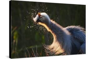 Great Blue Heron (Ardea herodias) adult, close-up of head and neck, shaking off water, Everglades-David Tipling-Stretched Canvas