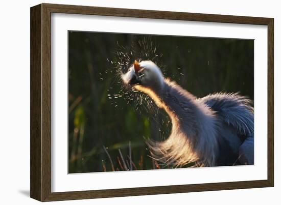 Great Blue Heron (Ardea herodias) adult, close-up of head and neck, shaking off water, Everglades-David Tipling-Framed Photographic Print