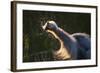 Great Blue Heron (Ardea herodias) adult, close-up of head and neck, shaking off water, Everglades-David Tipling-Framed Photographic Print