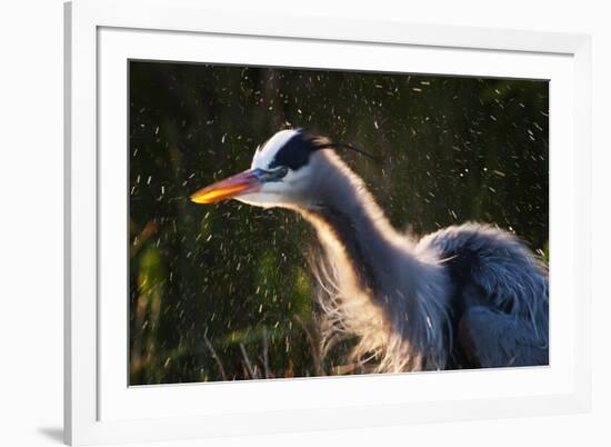 Great Blue Heron (Ardea herodias) adult, close-up of head and neck, shaking off water, Everglades-David Tipling-Framed Photographic Print