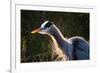 Great Blue Heron (Ardea herodias) adult, close-up of head and neck, shaking off water, Everglades-David Tipling-Framed Photographic Print