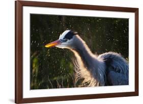 Great Blue Heron (Ardea herodias) adult, close-up of head and neck, shaking off water, Everglades-David Tipling-Framed Photographic Print