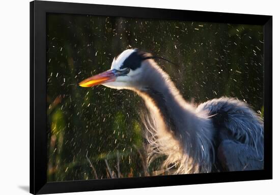 Great Blue Heron (Ardea herodias) adult, close-up of head and neck, shaking off water, Everglades-David Tipling-Framed Photographic Print