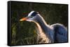 Great Blue Heron (Ardea herodias) adult, close-up of head and neck, shaking off water, Everglades-David Tipling-Framed Stretched Canvas