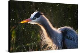 Great Blue Heron (Ardea herodias) adult, close-up of head and neck, shaking off water, Everglades-David Tipling-Stretched Canvas