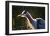 Great Blue Heron (Ardea herodias) adult, close-up of head and neck, shaking off water, Everglades-David Tipling-Framed Photographic Print