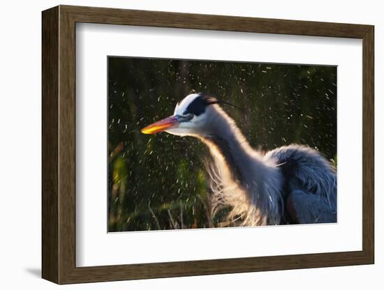 Great Blue Heron (Ardea herodias) adult, close-up of head and neck, shaking off water, Everglades-David Tipling-Framed Photographic Print