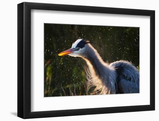 Great Blue Heron (Ardea herodias) adult, close-up of head and neck, shaking off water, Everglades-David Tipling-Framed Photographic Print