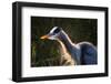 Great Blue Heron (Ardea herodias) adult, close-up of head and neck, shaking off water, Everglades-David Tipling-Framed Photographic Print