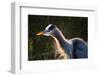Great Blue Heron (Ardea herodias) adult, close-up of head and neck, shaking off water, Everglades-David Tipling-Framed Photographic Print