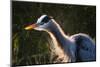 Great Blue Heron (Ardea herodias) adult, close-up of head and neck, shaking off water, Everglades-David Tipling-Mounted Photographic Print
