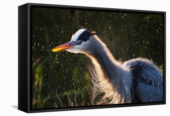 Great Blue Heron (Ardea herodias) adult, close-up of head and neck, shaking off water, Everglades-David Tipling-Framed Stretched Canvas