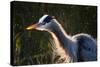 Great Blue Heron (Ardea herodias) adult, close-up of head and neck, shaking off water, Everglades-David Tipling-Stretched Canvas