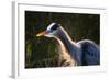 Great Blue Heron (Ardea herodias) adult, close-up of head and neck, shaking off water, Everglades-David Tipling-Framed Photographic Print