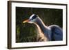 Great Blue Heron (Ardea herodias) adult, close-up of head and neck, shaking off water, Everglades-David Tipling-Framed Photographic Print