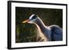 Great Blue Heron (Ardea herodias) adult, close-up of head and neck, shaking off water, Everglades-David Tipling-Framed Photographic Print