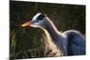 Great Blue Heron (Ardea herodias) adult, close-up of head and neck, shaking off water, Everglades-David Tipling-Mounted Photographic Print