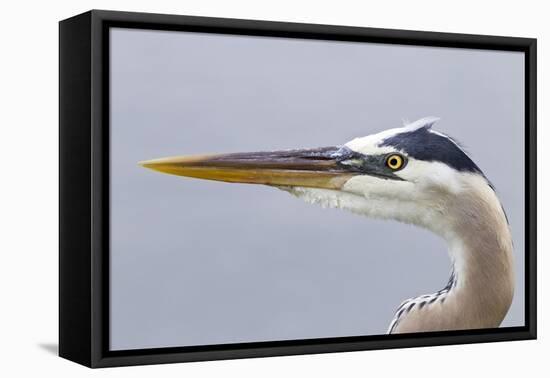 Great Blue Heron (Ardea herodias) adult, close-up of head, Florida, USA-Kevin Elsby-Framed Stretched Canvas