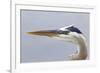 Great Blue Heron (Ardea herodias) adult, close-up of head, Florida, USA-Kevin Elsby-Framed Photographic Print