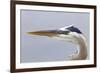 Great Blue Heron (Ardea herodias) adult, close-up of head, Florida, USA-Kevin Elsby-Framed Photographic Print