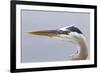 Great Blue Heron (Ardea herodias) adult, close-up of head, Florida, USA-Kevin Elsby-Framed Photographic Print