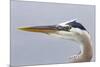 Great Blue Heron (Ardea herodias) adult, close-up of head, Florida, USA-Kevin Elsby-Mounted Photographic Print