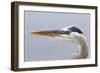 Great Blue Heron (Ardea herodias) adult, close-up of head, Florida, USA-Kevin Elsby-Framed Photographic Print