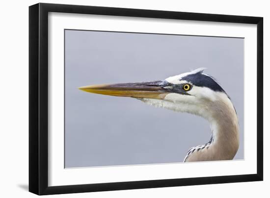 Great Blue Heron (Ardea herodias) adult, close-up of head, Florida, USA-Kevin Elsby-Framed Photographic Print