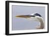 Great Blue Heron (Ardea herodias) adult, close-up of head, Florida, USA-Kevin Elsby-Framed Photographic Print