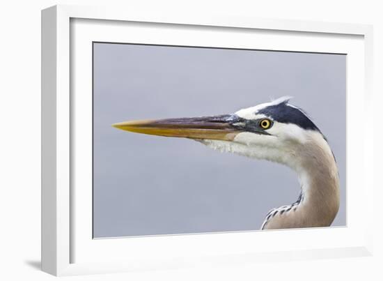 Great Blue Heron (Ardea herodias) adult, close-up of head, Florida, USA-Kevin Elsby-Framed Photographic Print